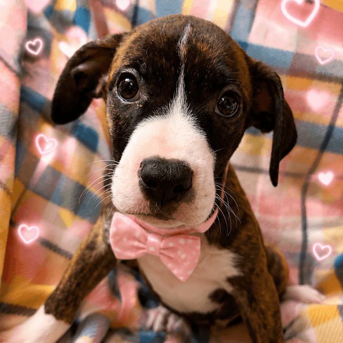 Ayden  Months Male Available - Boxer