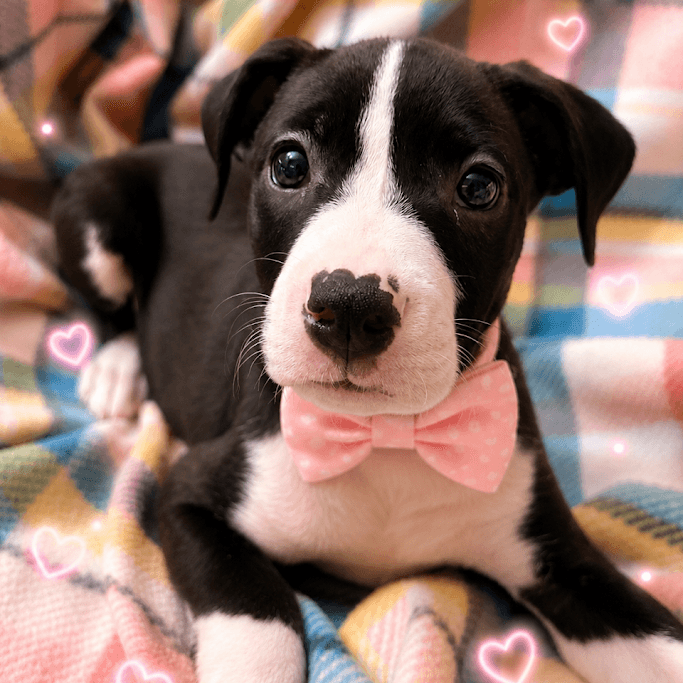 Rissa  Months Female Available