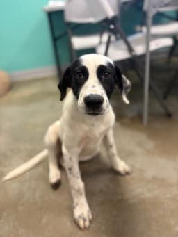 Piper  Months Female Available image 1