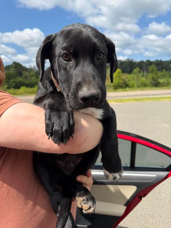 Remy  Months Male Available - Australian Cattle Dog/Blue Heeler