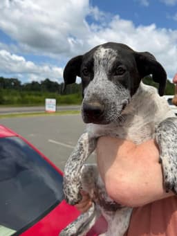 Pixel  Months Male Available image 1