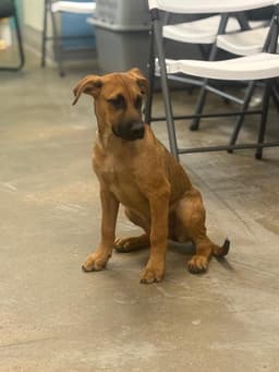 Maggie  Months Female Available image 1