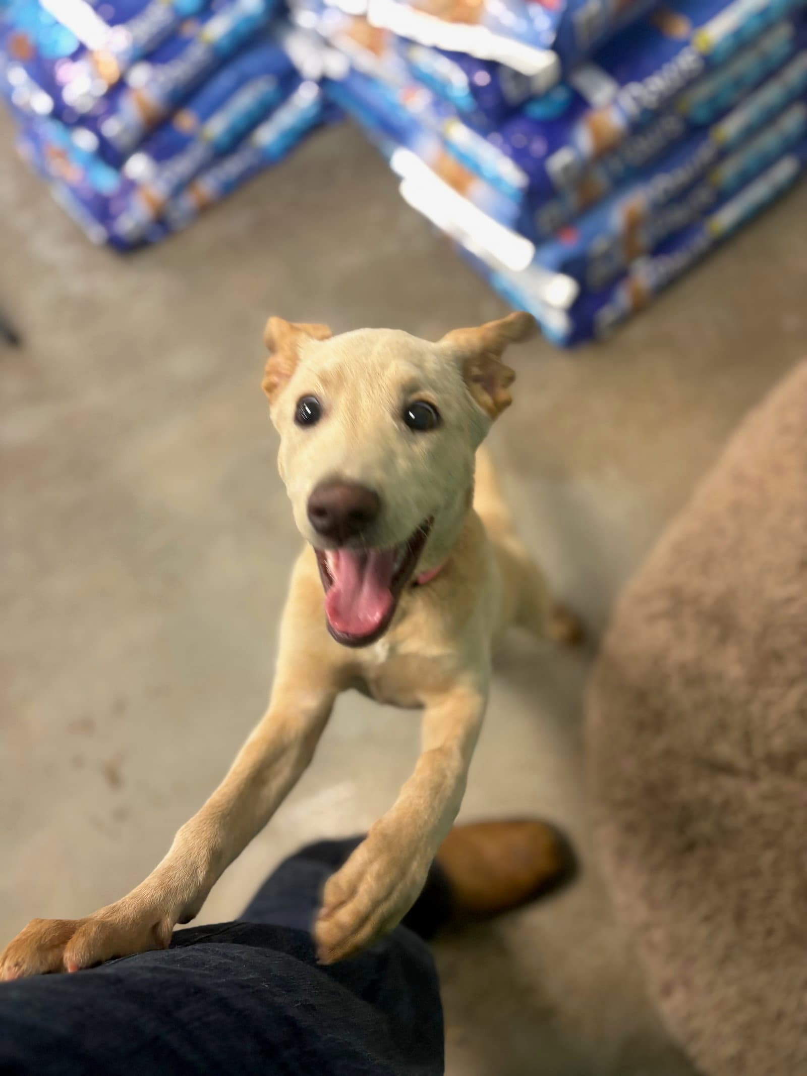 Rip  Months Female Avaialble - Labrador Retriever