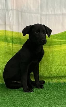 Willow  Months Female Available image 1
