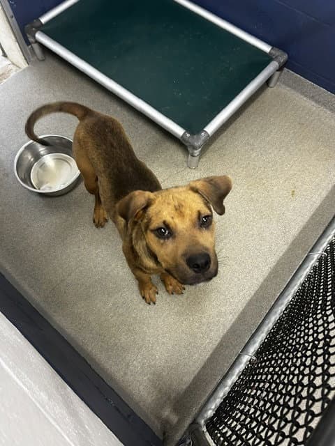 Smiley Male  Months Available - Labrador Retriever