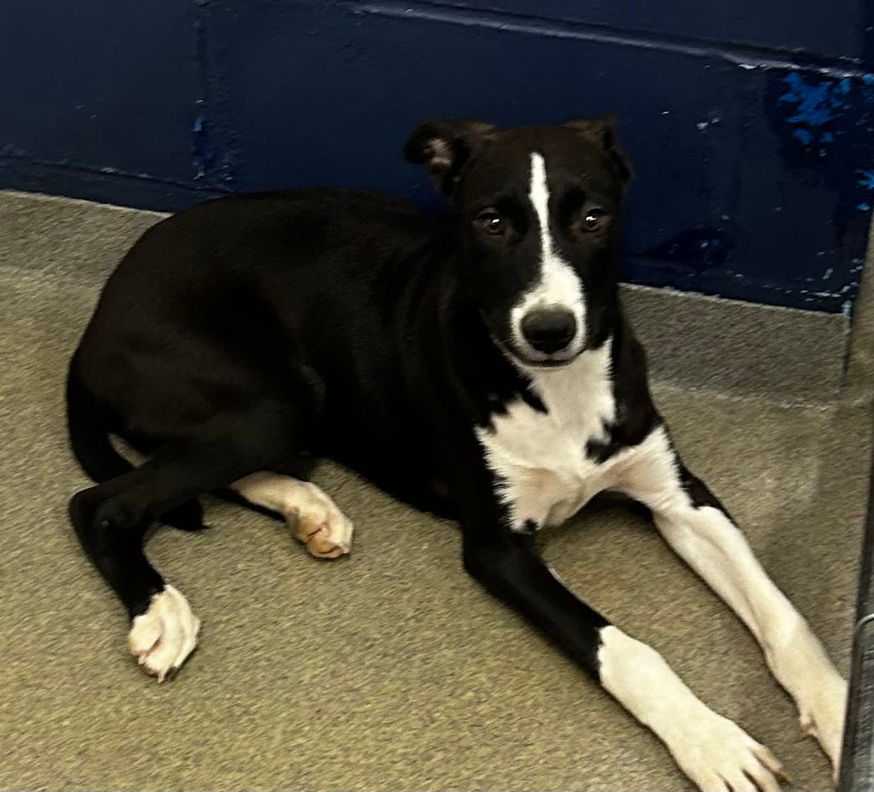 Luke  Months Available - Labrador Retriever