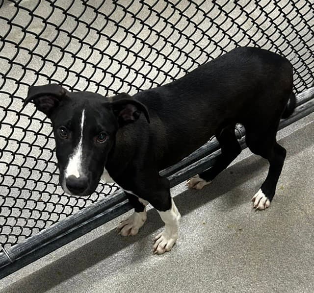 Matthew  Months Available - Labrador Retriever
