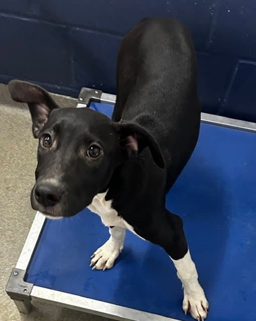 Mary  Months Available - Labrador Retriever