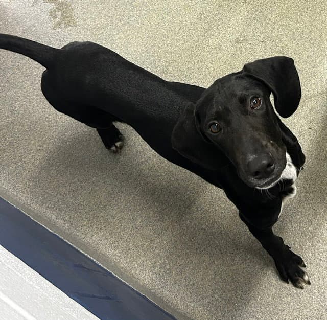 Bubba  Months Available - Labrador Retriever