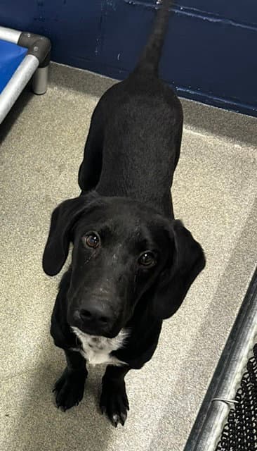 Junior  Months Available - Labrador Retriever
