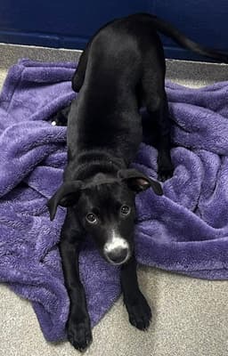 Junie  Months Female Available image 1