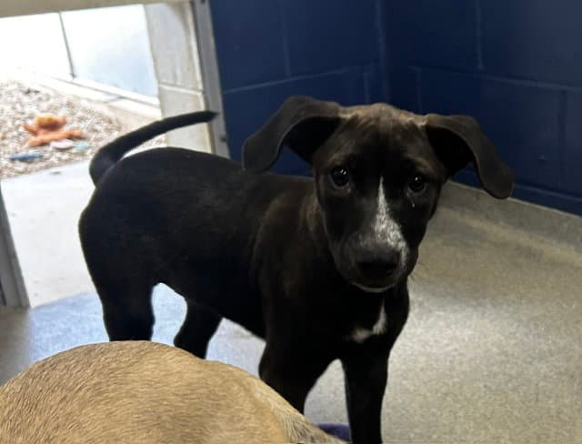 Maisie  Months Available - Labrador Retriever