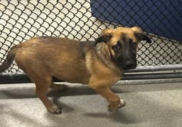Ely  Months Male Available image 1