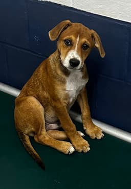 Remi  Months Male Available image 1
