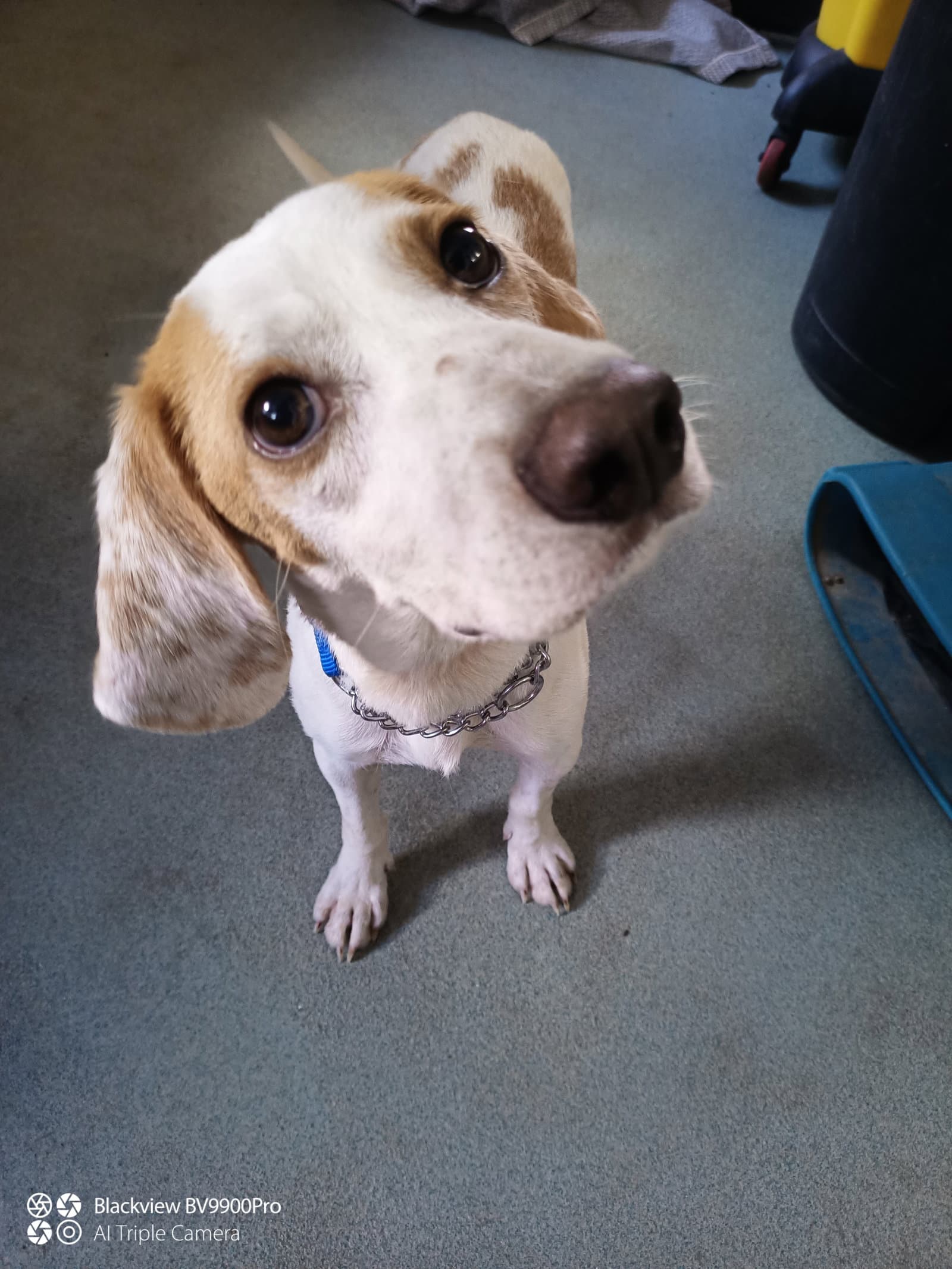 Ricky  Year Available - Beagle