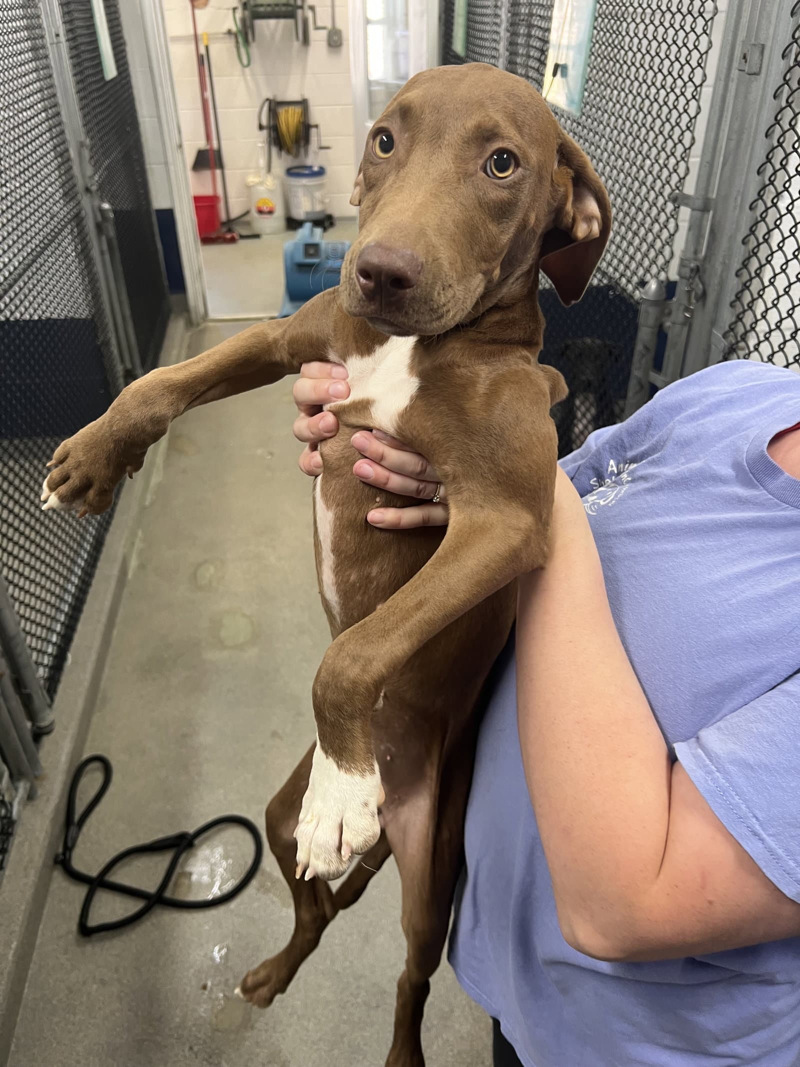 Allie  Months Available - Labrador Retriever