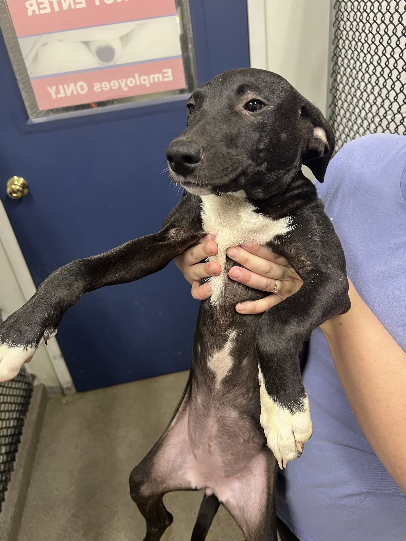 Alice  Months Available - Labrador Retriever