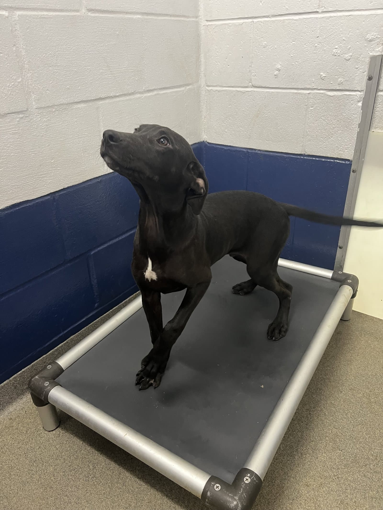 Allen  Months Available - Labrador Retriever