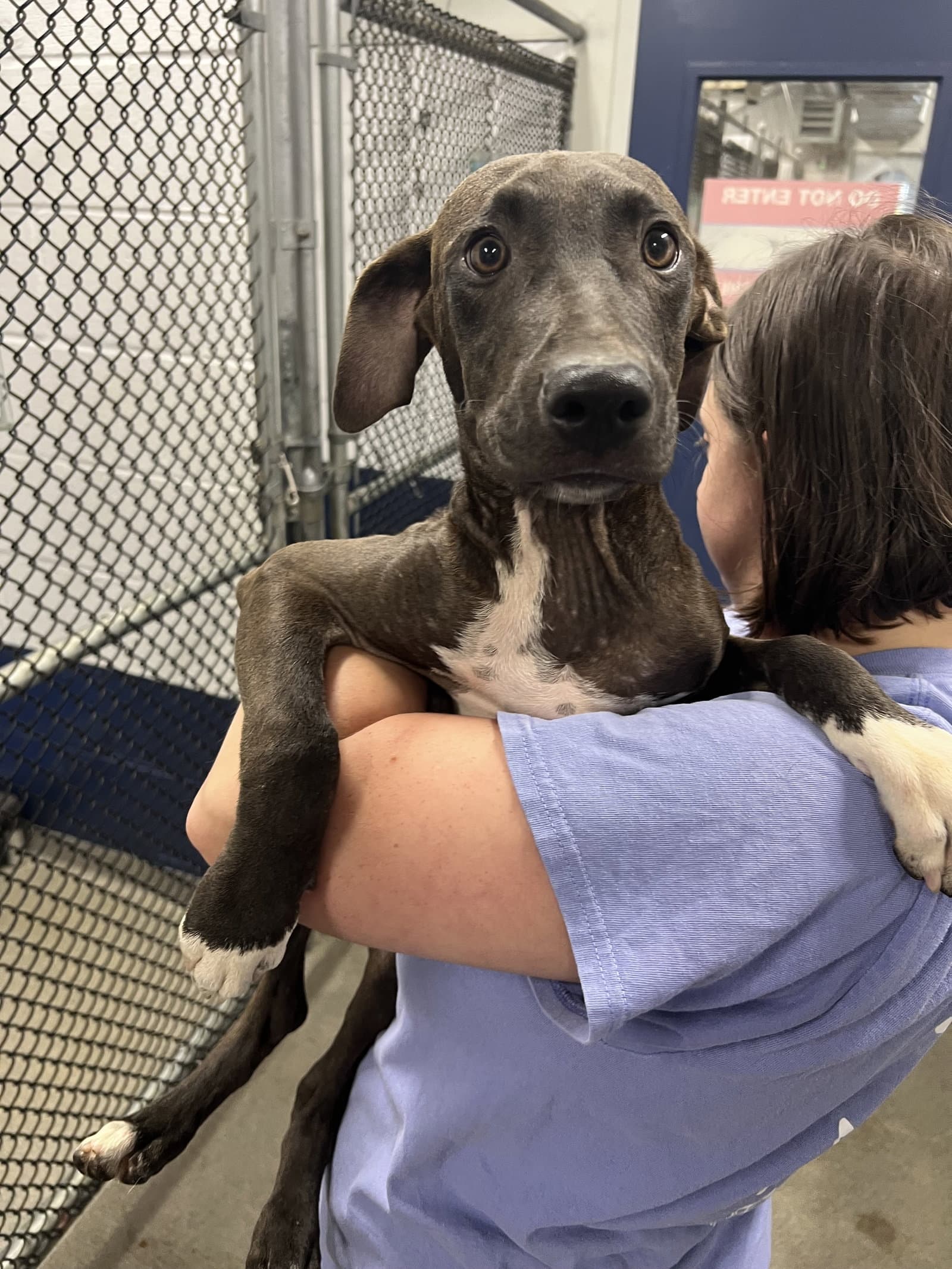 Arthur  Months Available - Labrador Retriever