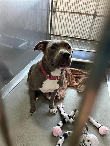 Cookie - Staffordshire Bull Terrier