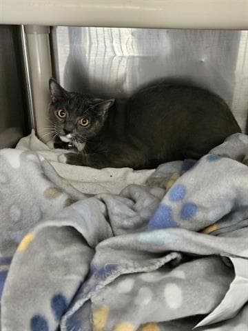 Unknown - Domestic Short Hair