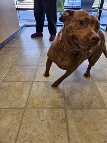Faye - Pit Bull Terrier