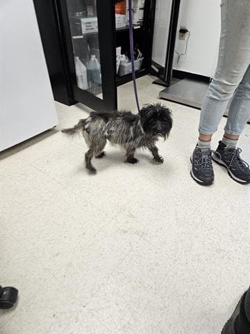 Ali - Cairn Terrier
