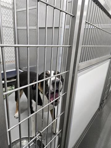 Abigail - Border Collie