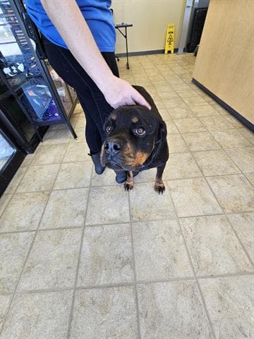 Leena - Rottweiler