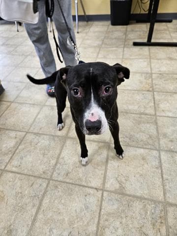 Unknown - Pit Bull Terrier