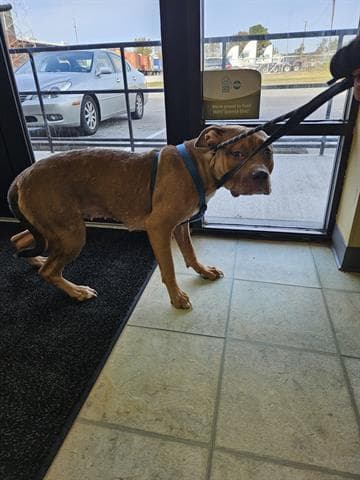 Honey Bun - Pit Bull Terrier