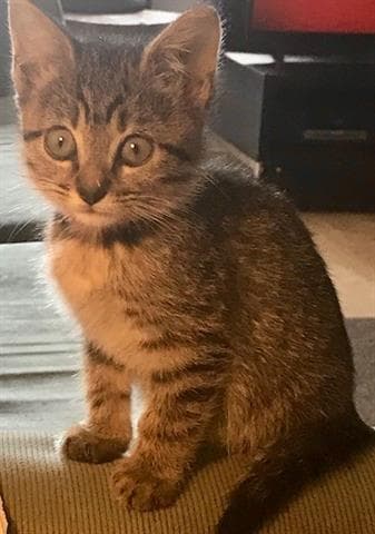 Pennywise - Domestic Short Hair