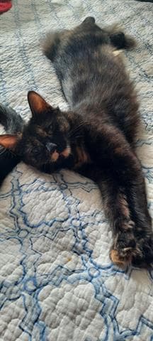 Peno - Domestic Medium Hair