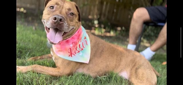 Chewie - Pit Bull Terrier