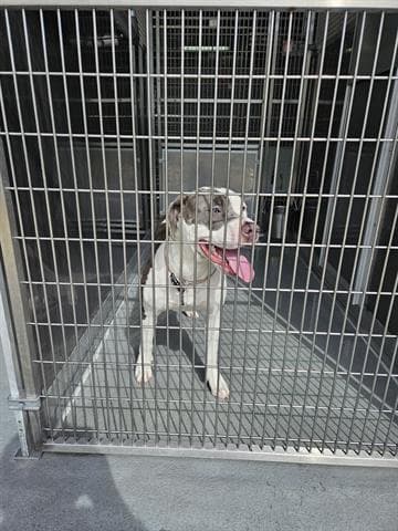 Lady - Pit Bull Terrier