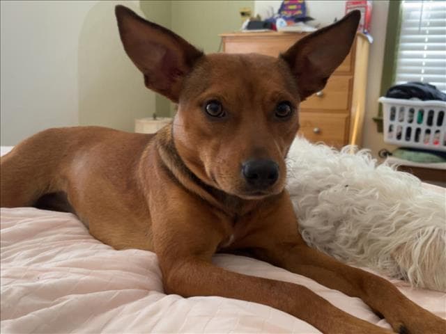 Emma - Chihuahua