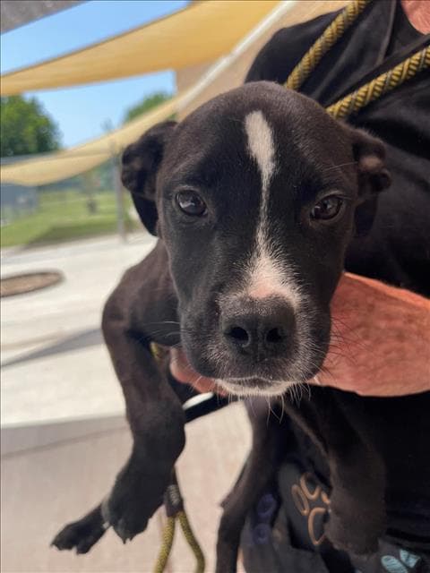 Betta - Labrador Retriever