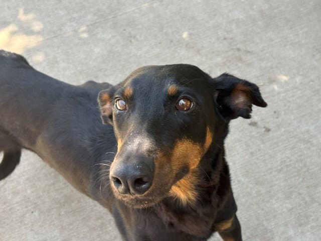 Promise - Doberman Pinscher