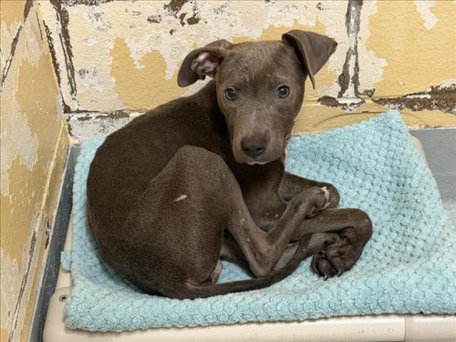 Unknown - Pit Bull Terrier