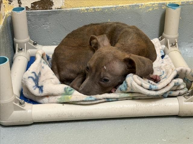 Unknown - Pit Bull Terrier