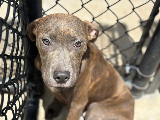 Unknown - Pit Bull Terrier