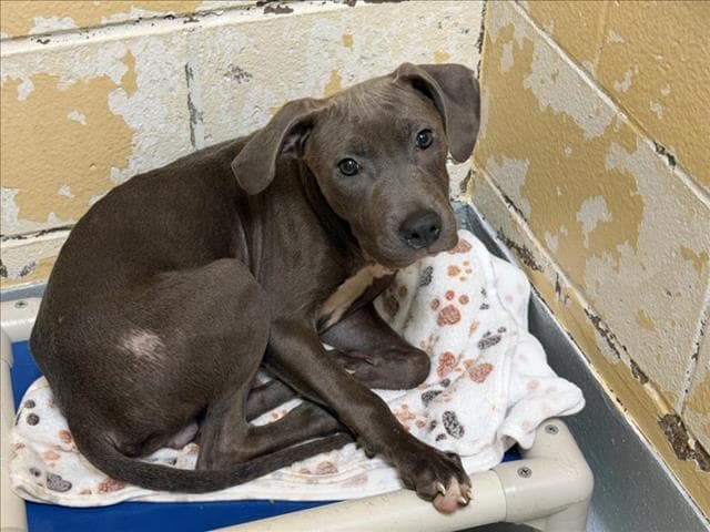 Unknown - Pit Bull Terrier