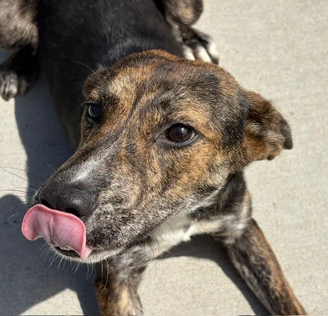 Burlington - Australian Cattle Dog/Blue Heeler
