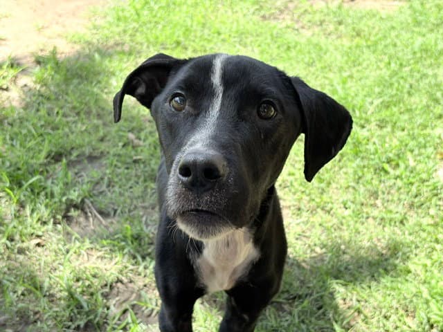 Porky - Pit Bull Terrier