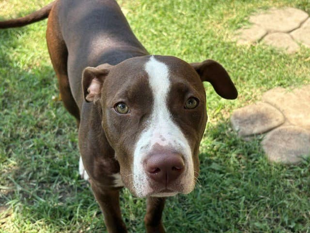Moonie - Pit Bull Terrier