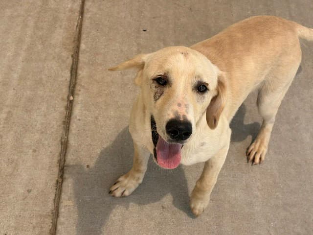 Bobby - Labrador Retriever