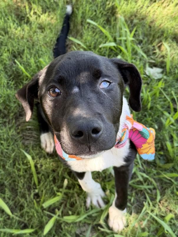 Tinkerbell - Labrador Retriever