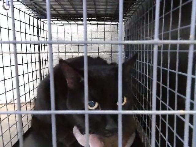 Skippy - Domestic Short Hair