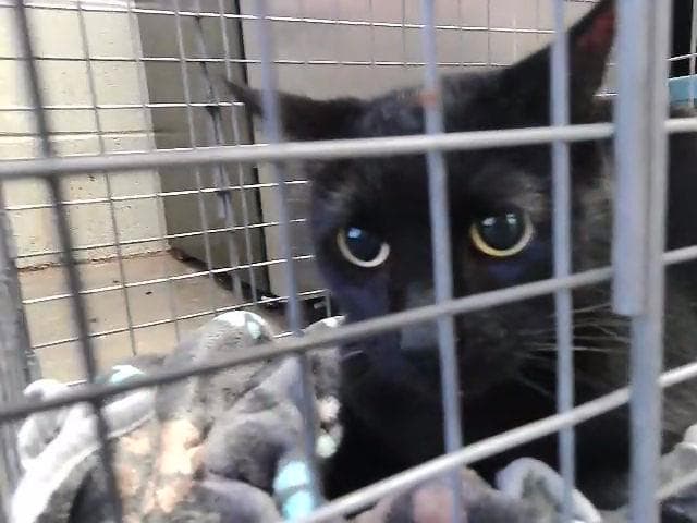 Dings - Domestic Short Hair