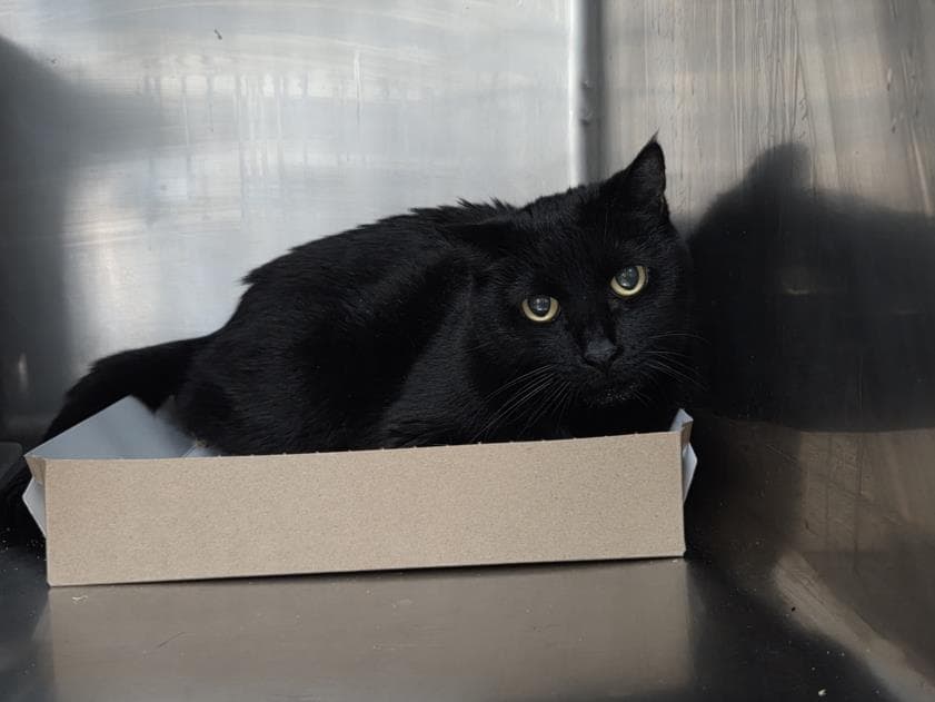 Dings - Domestic Short Hair
